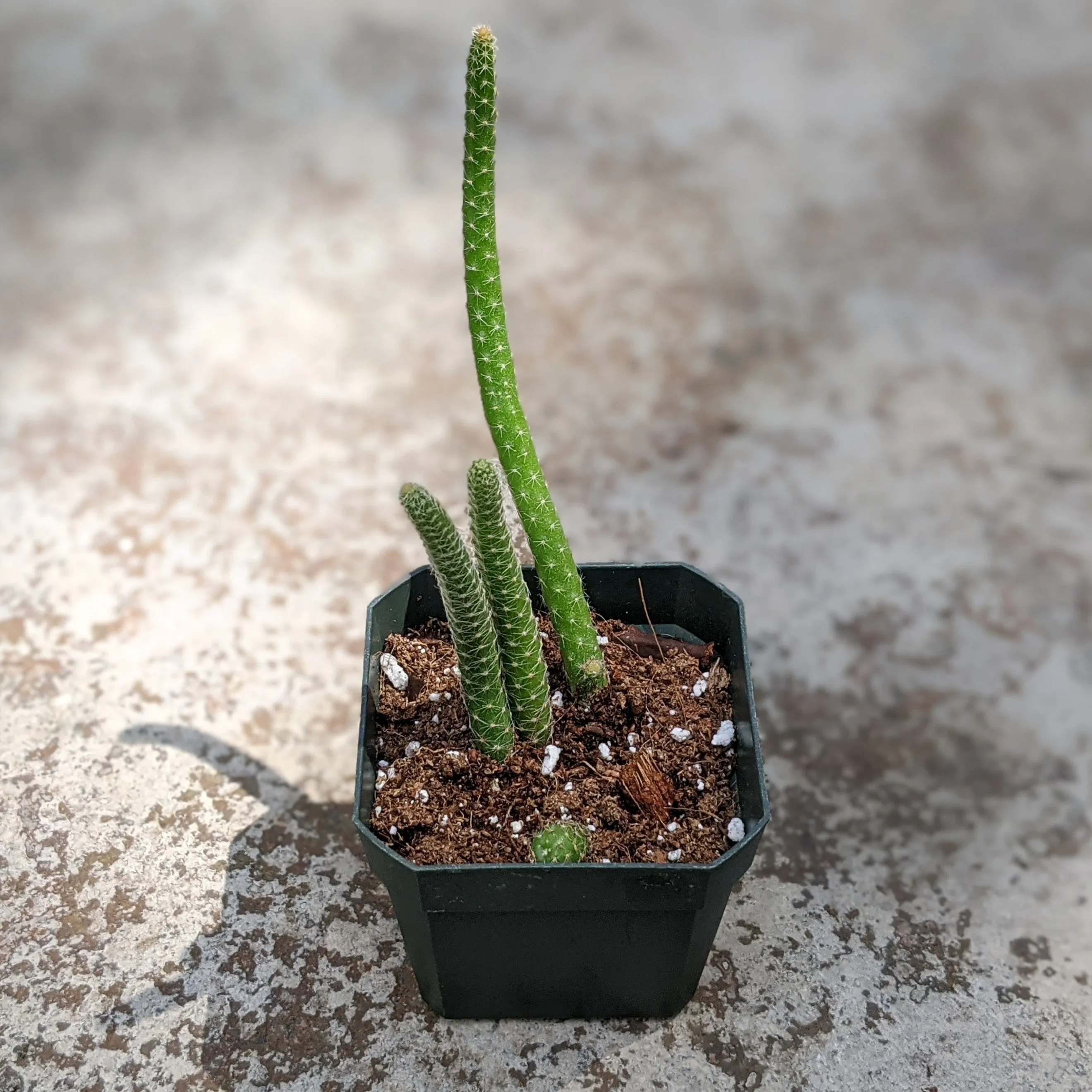 Echinopsis Chamaecereus Luisramirezii Peanut Cactus