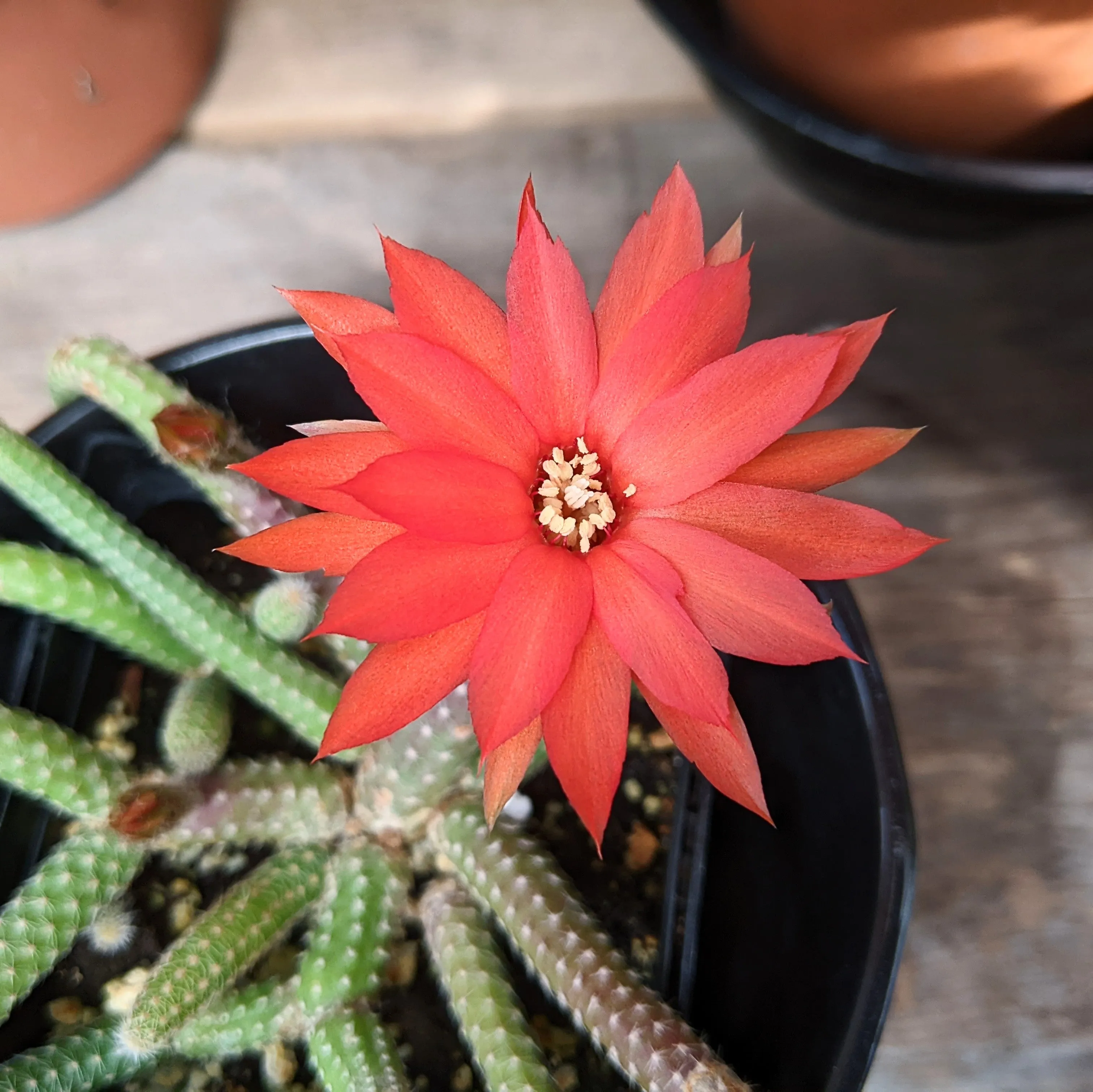 Echinopsis Chamaecereus Luisramirezii Peanut Cactus