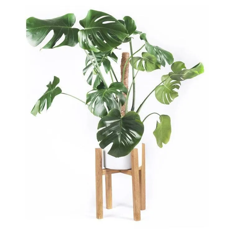 Mid century plant stand