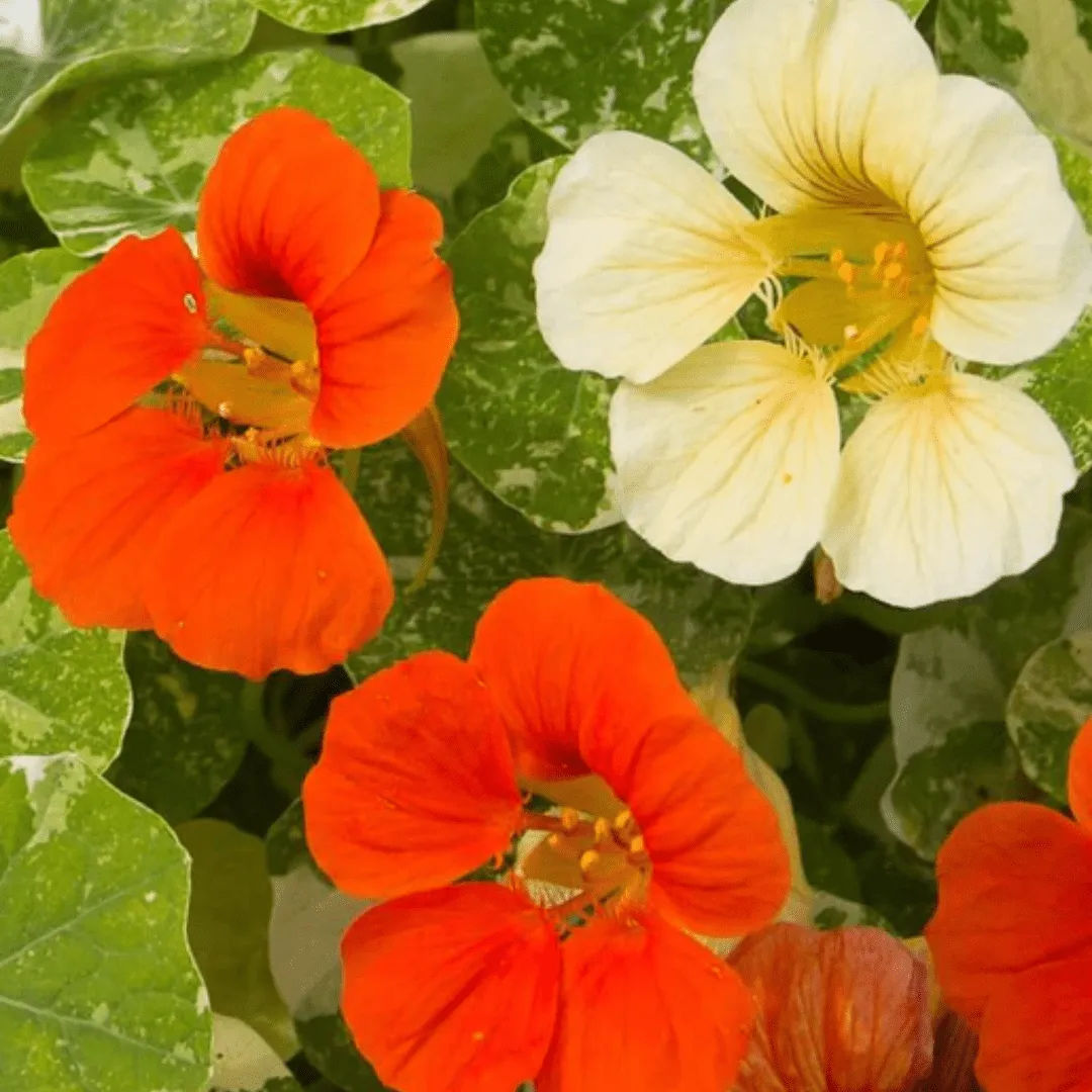 Nasturtium Tip Top Alaska Mix Seeds | West Coast Seeds