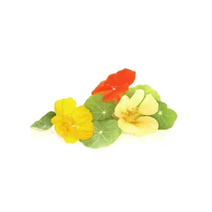 Nasturtium Tip Top Alaska Mix Seeds | West Coast Seeds