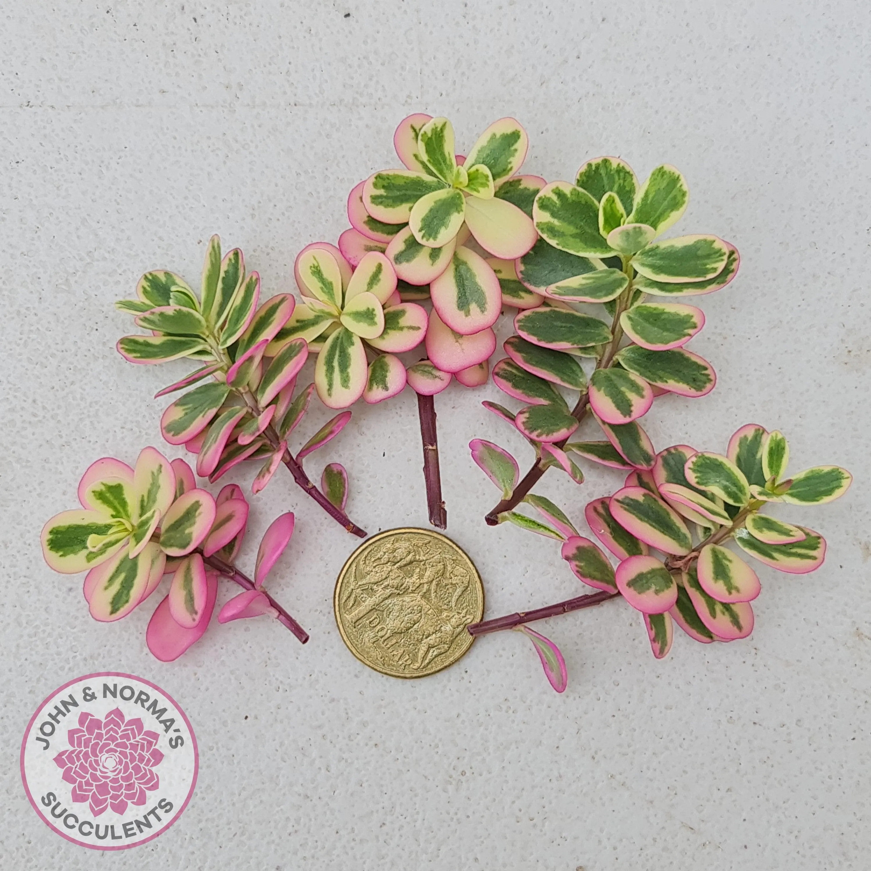 Portulaca oleracea variegata - Cuttings x 5