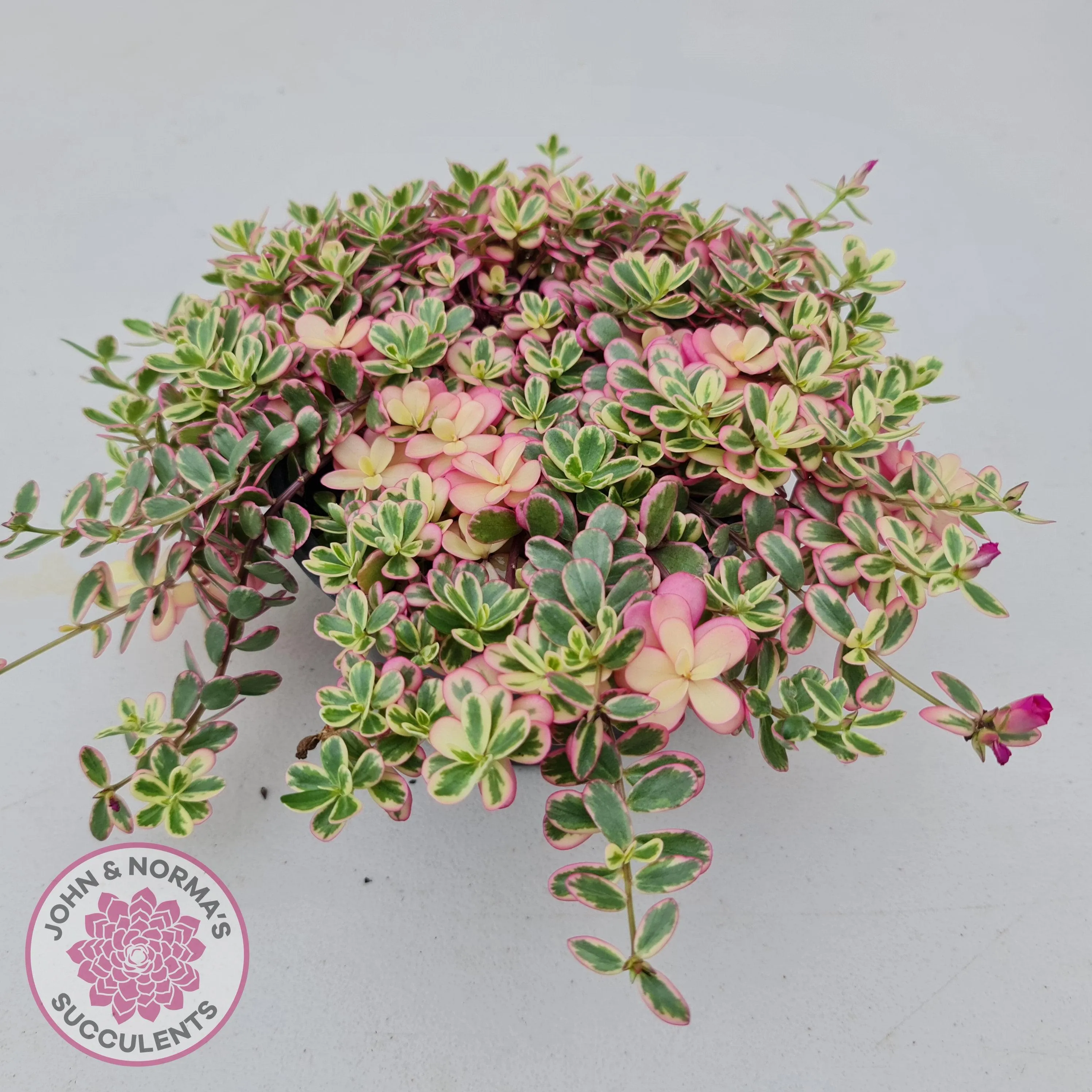 Portulaca oleracea variegata - Cuttings x 5