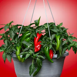 Pot-a-Peno Pepper Seeds